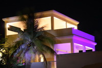 night_palm
